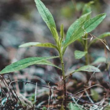 Governance and Sustainability in Modular Construction