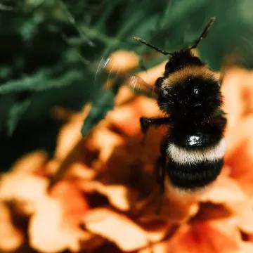 A bee resting on an orange flower