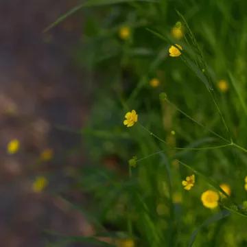 Close up of buttercups amongst grass
