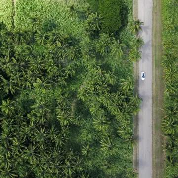Birdseye view of a car driving along a road lined with trees and greenery