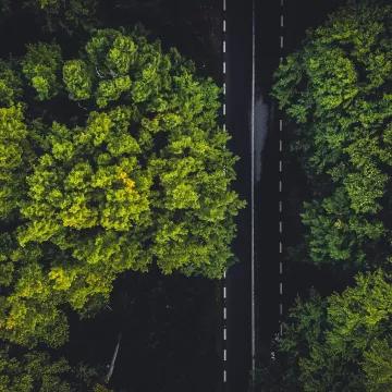 A road running through trees and greenery