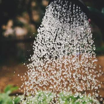 A watering can being poured over plants
